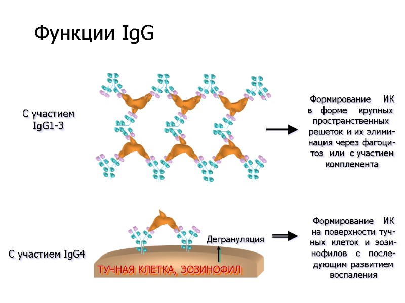 Формирование    ИК в   форме    крупных 